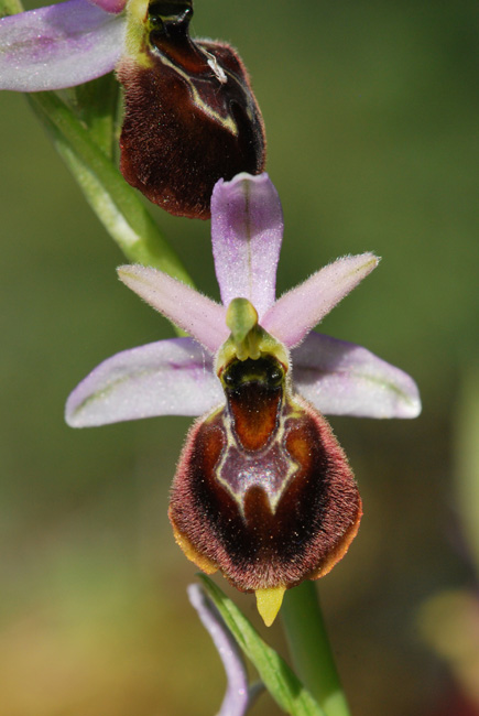 panatt4.JPG