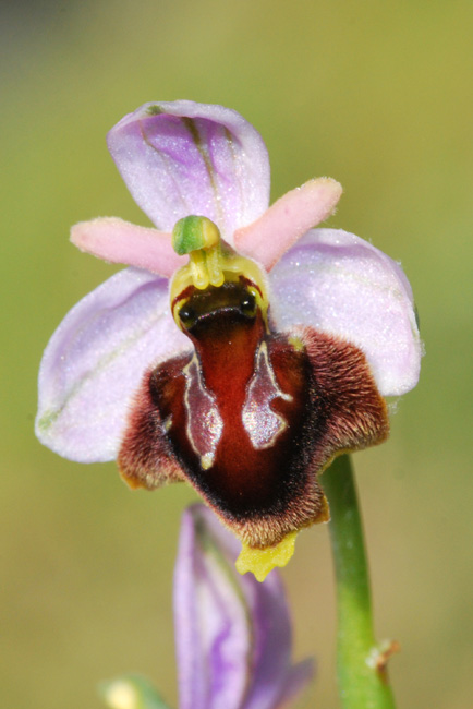 panatt5.JPG