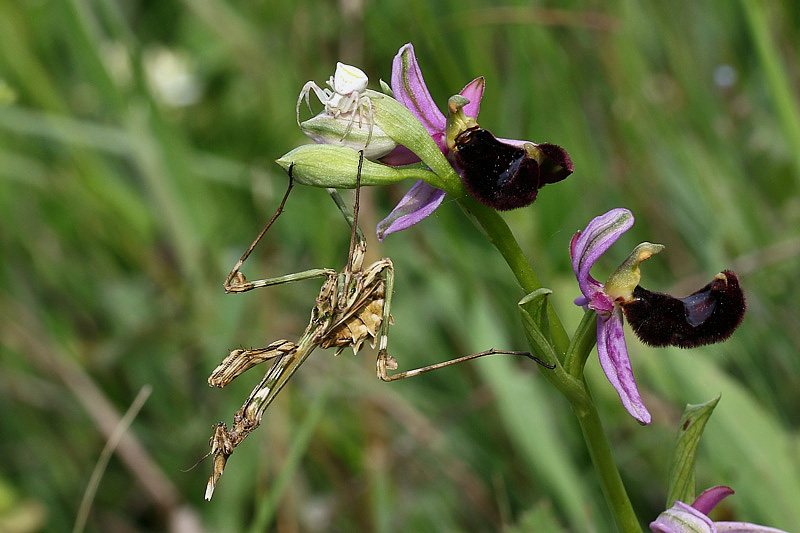 1m-empusa pennata+thomisus onustus.jpg