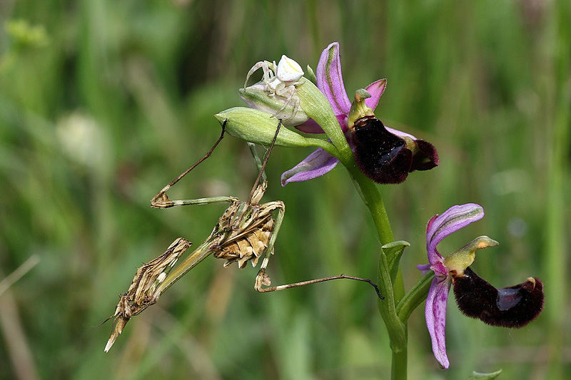 2m-empusa pennata+thomisus onustus.jpg