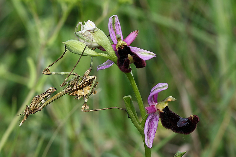 3m-empusa pennata+thomisus onustus.jpg