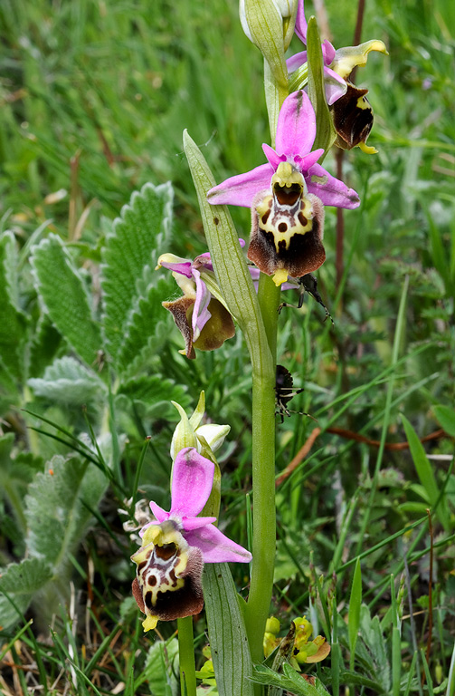 Ophrys-holosericea-subsp-dinarica-9671_74_2014.jpg