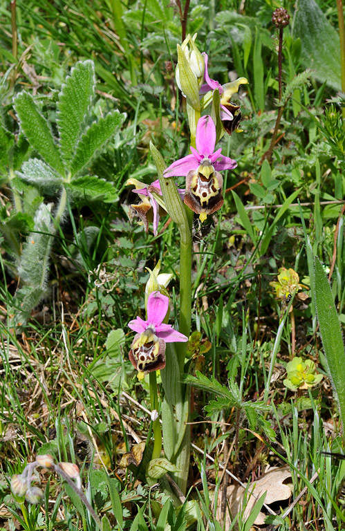 Ophrys-holosericea-subsp-dinarica-9668_70_2014.jpg