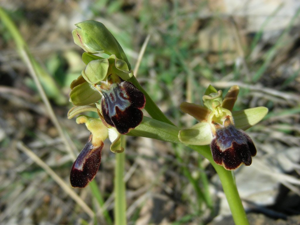 3 Cipressa 21032009.jpg