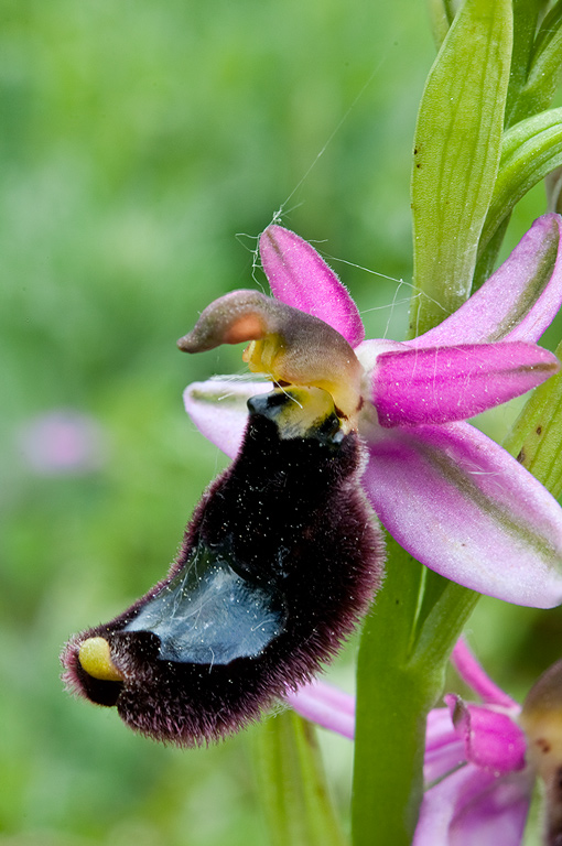 Ophrys-romolinii-9737_39_2014.jpg