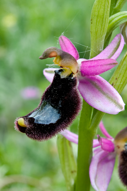 Ophrys-romolinii-9733_36_2014.jpg