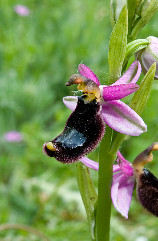 Ophrys-romolinii-9740_42_2014.jpg
