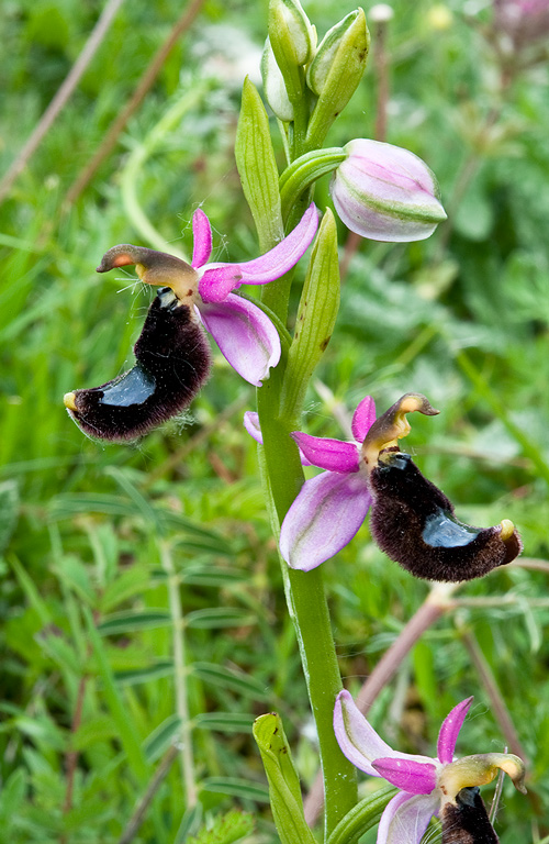Ophrys-romolinii-9731_32_2014.jpg