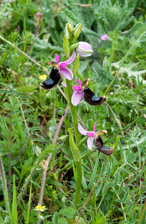 Ophrys-romolinii-9729_30_2014.jpg