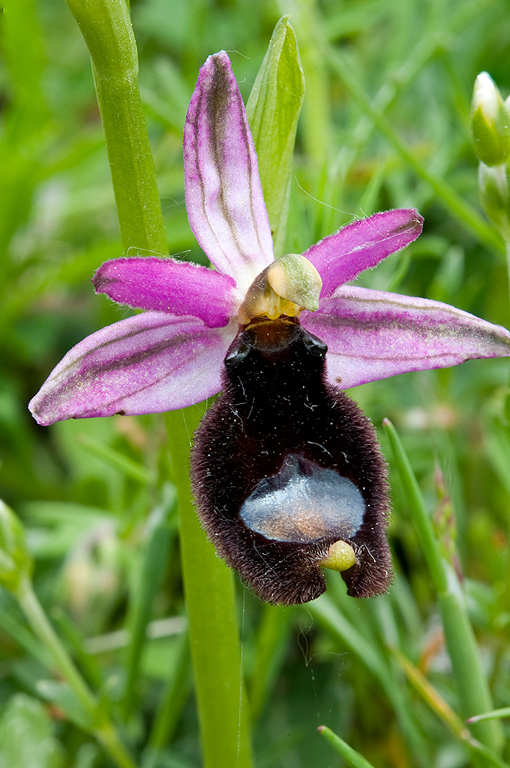 Ophrys-romolinii-9745_47_2014.jpg