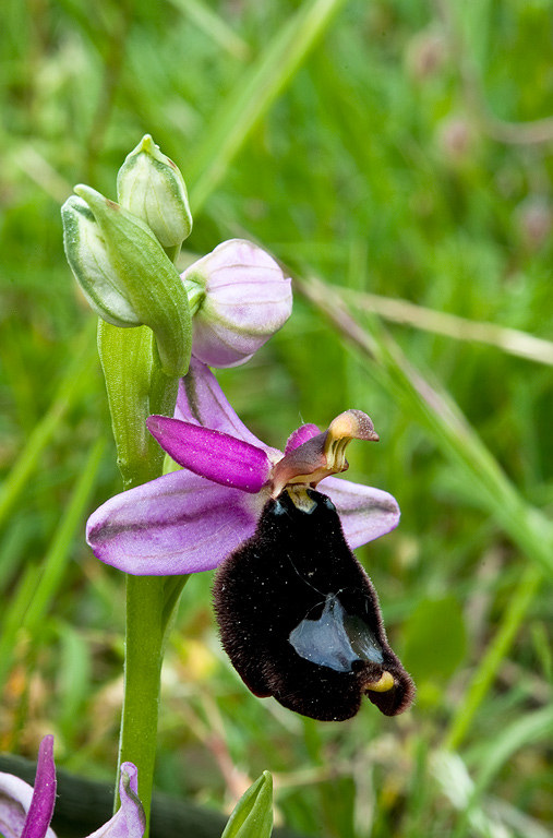 Ophrys-romolinii-9750_51_2014.jpg