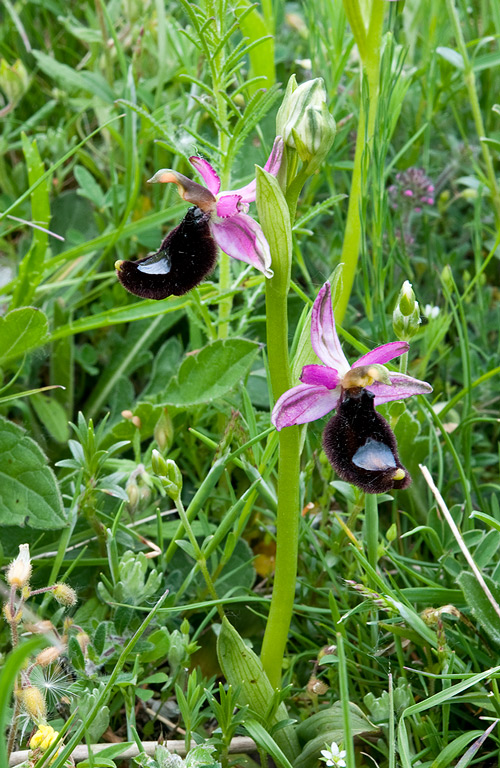 Ophrys-romolinii-9743_44_2014.jpg