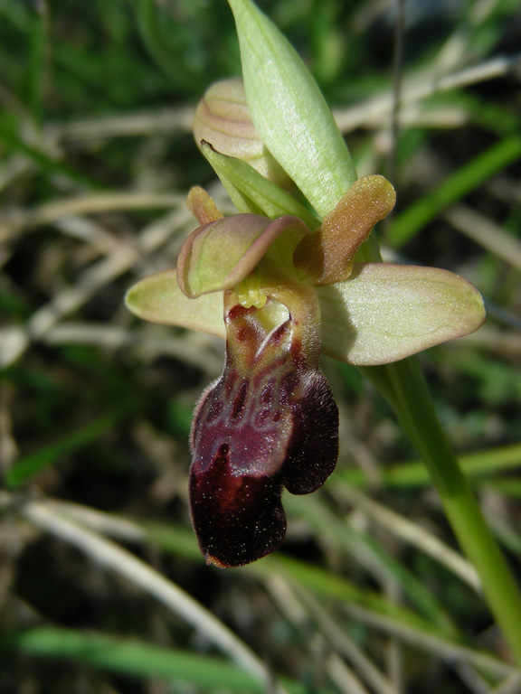 4 Cipressa 21032009.jpg