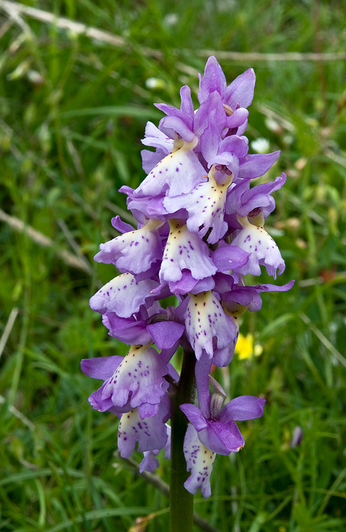 Orchis x colemanii 9760_62bis_2014.jpg