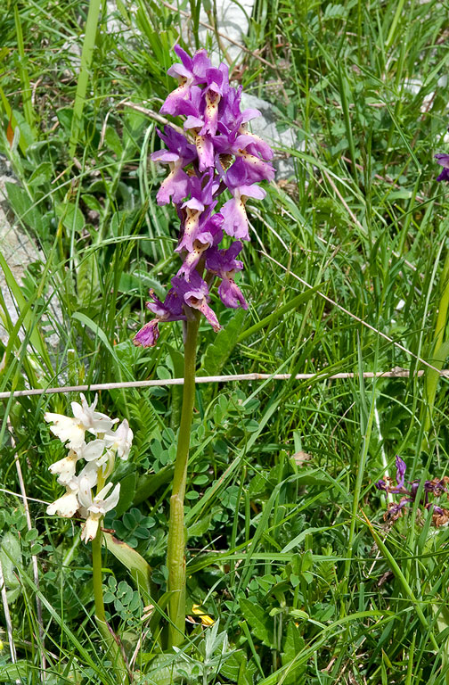 Orchis x colemanii-9754_57_2014.jpg
