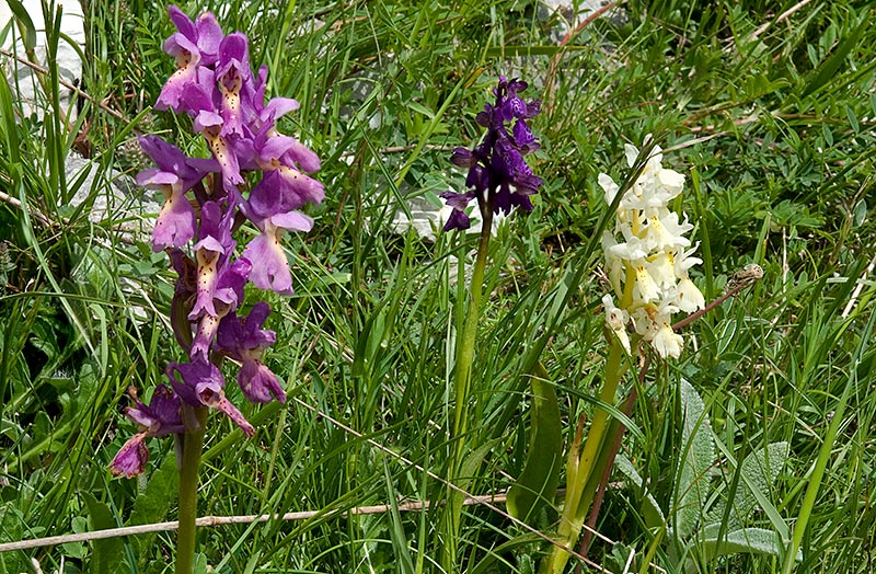 Orchis x colemanii 9752_53_2014.jpg