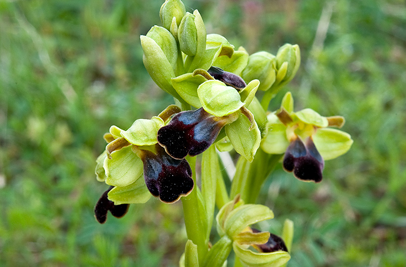 Ophrys-fusca-subsp-funerea-9725_28_2014.jpg
