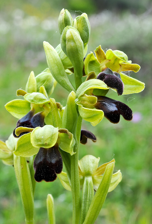 Ophrys-fusca-subsp-funerea-9711_13_2014.jpg