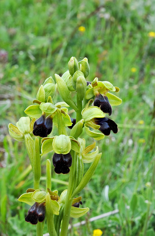 Ophrys-fusca-subsp-funerea-9708_10_2014.jpg