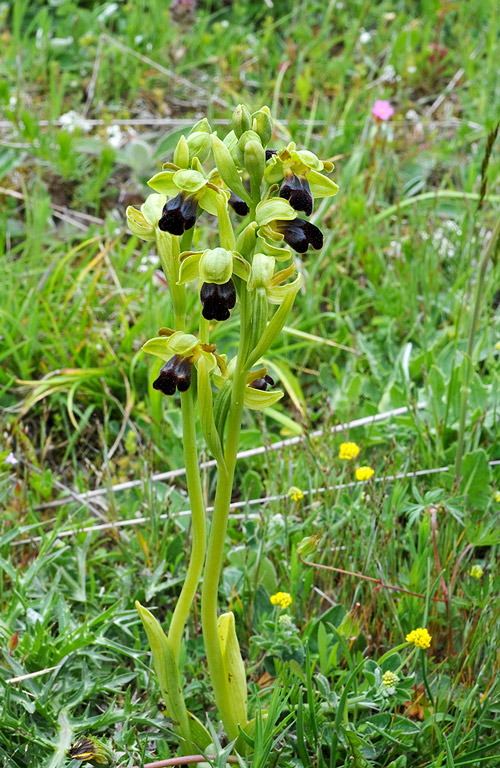 Ophrys-fusca-subsp-funerea-9705_06bis_2014.jpg