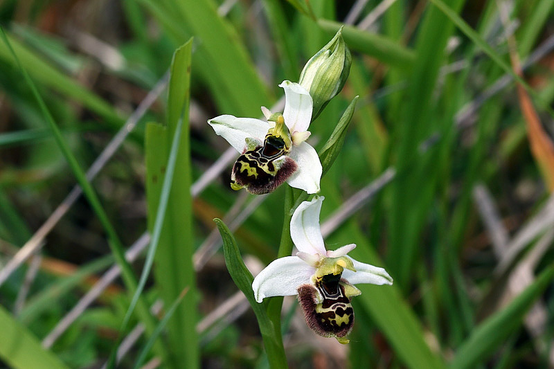 1m-ophrys-apifera x ophrys appennin.jpg