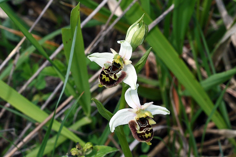 2m-ophrys-apifera x ophrys appennina.jpg