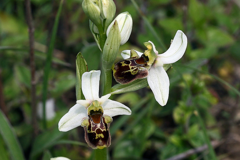 3m-ophrys-apifera x ophrys appennina.jpg