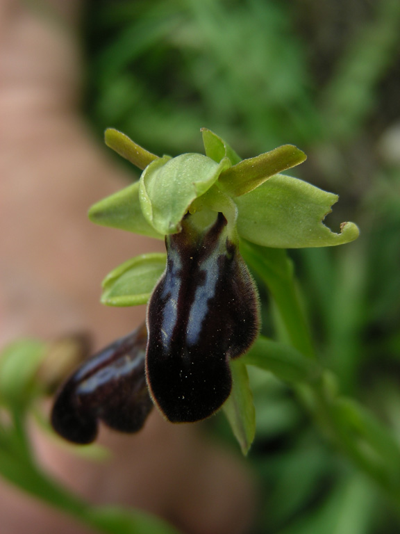 5 Isolabona 29042009.jpg