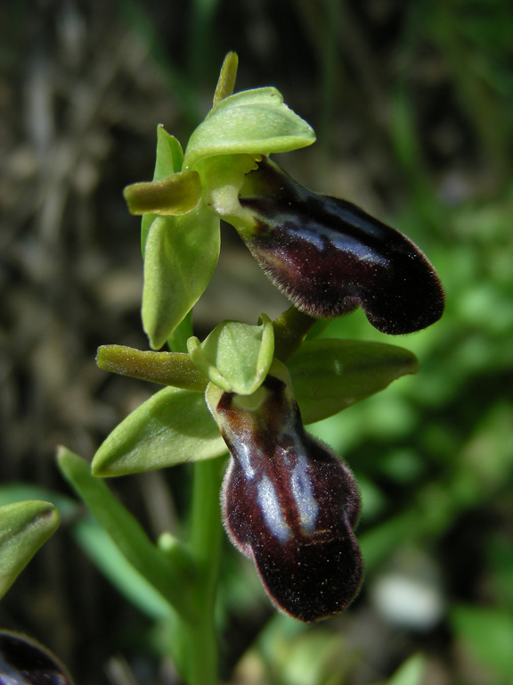 6 Isolabona 29042009.jpg