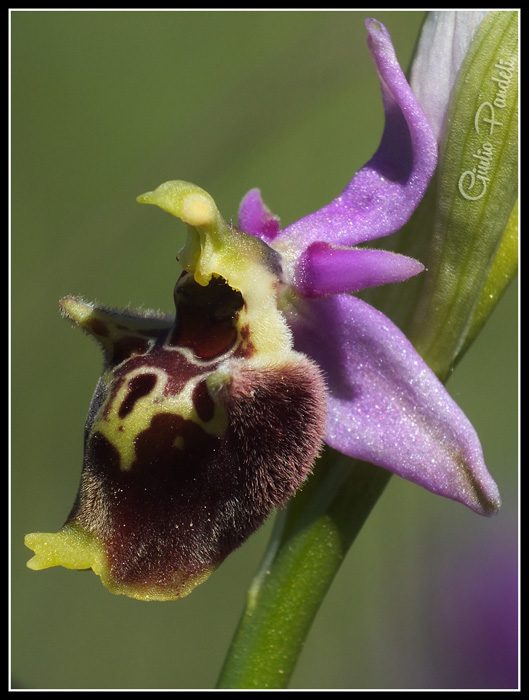 DSCF5090.jpg