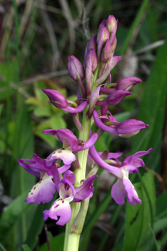 2m-orchis x penzigiana.jpg