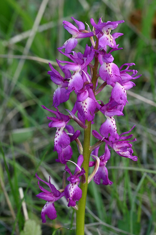3m-orchis x penzigiana.jpg