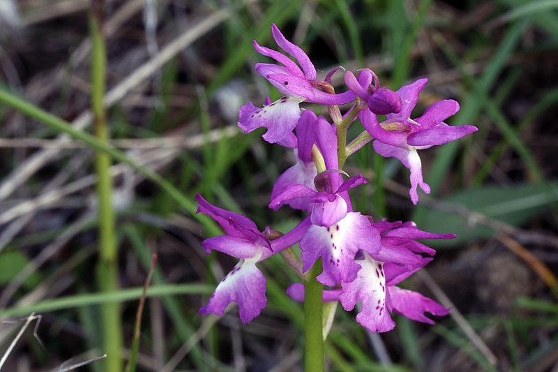 5m-orchis x penzigiana.jpg