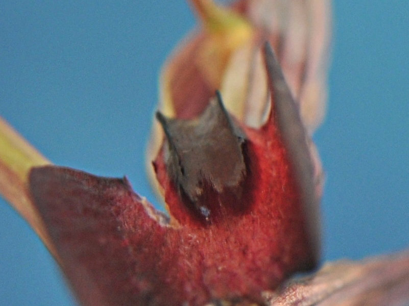 DSC_9638.jpg