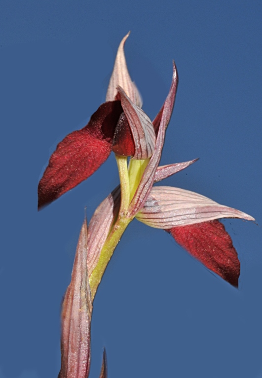 serap_x_bo_03.JPG