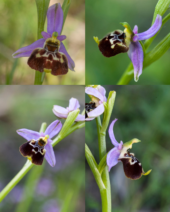Op-gracilis-2.jpg