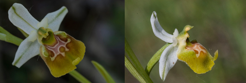 Op-gracilis-albina.jpg
