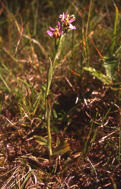 ophrys apifera var.botteronii album 2 d.041.jpg