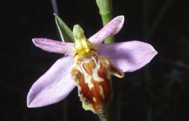 ophrys apifera var.botteronii album 2 d.087.jpg