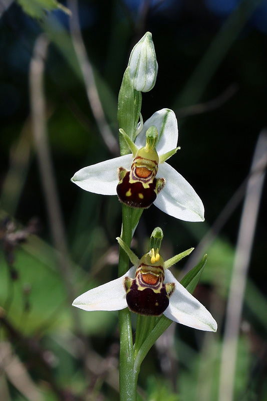 1m-ophrys-apifera.jpg