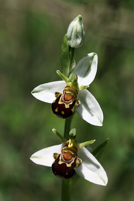 4m-ophrys-apifera.jpg