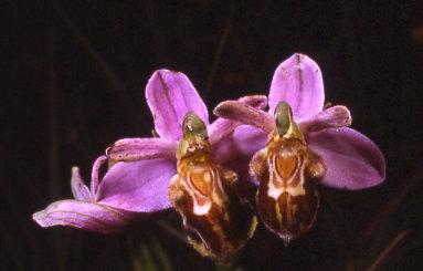 ophrys apifera var.botteronii album 2 d.048.jpg
