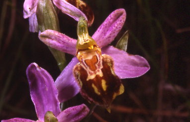 ophrys apifera var.botteronii album 2 d.052.jpg