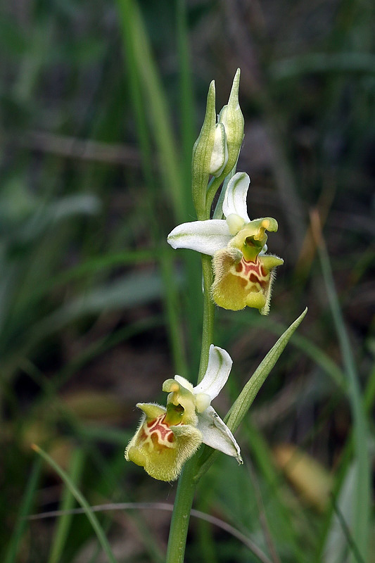 2g-ophrys-appennina-apocromatica.jpg