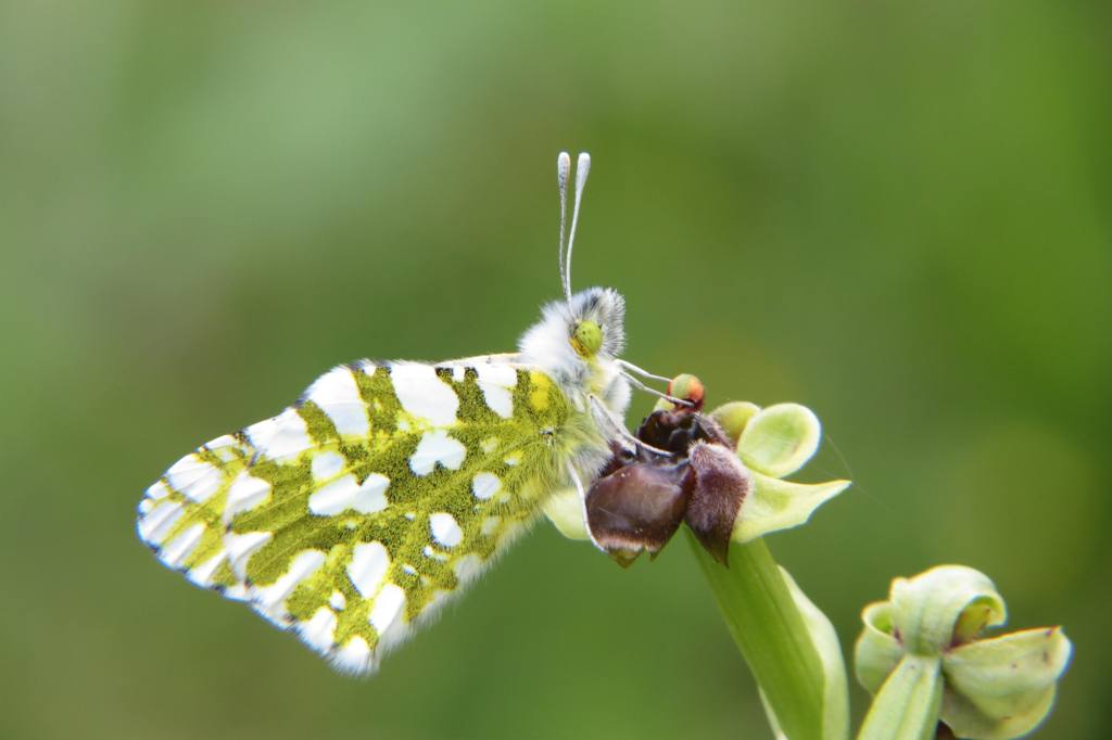 E.ausonia su bombyliflora.jpg