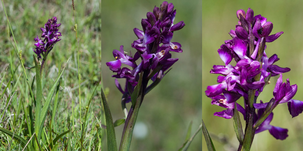 Prima pianta -1-ID.jpg