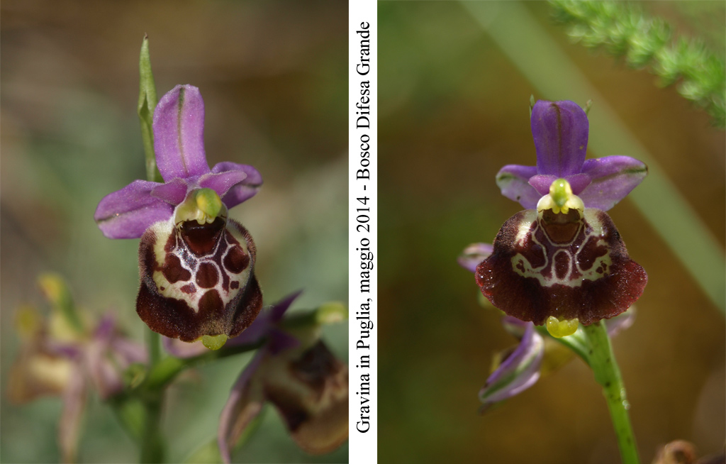 Ophrys-celiensis---5.jpg