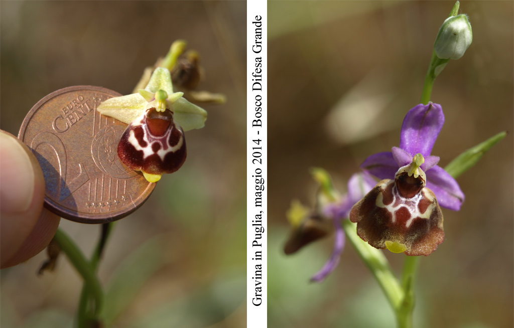 Ophrys-celiensis---2.jpg