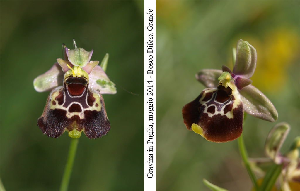 Ophrys-celiensis---1.jpg