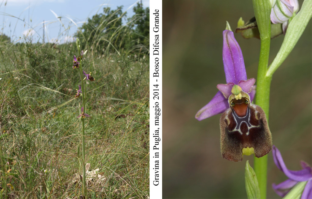 Ophrys-cinnabarina---1.jpg